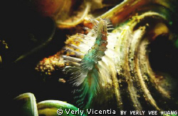 candid worm by Verly Vicentia 